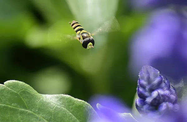 Hoverfly thumbnail