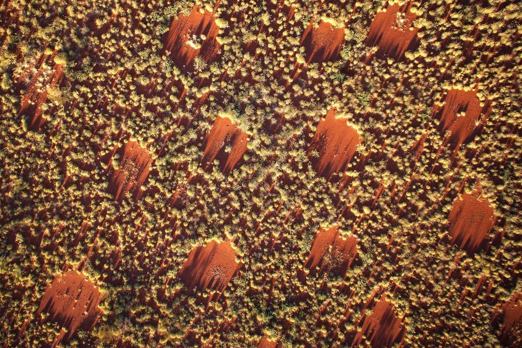 Aerial photograph shows fairy circles at sunset