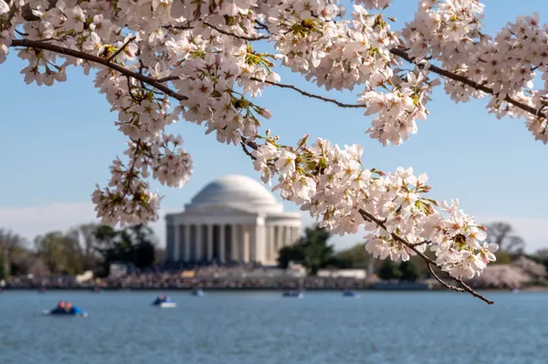 Blossoms Over the Basin thumbnail