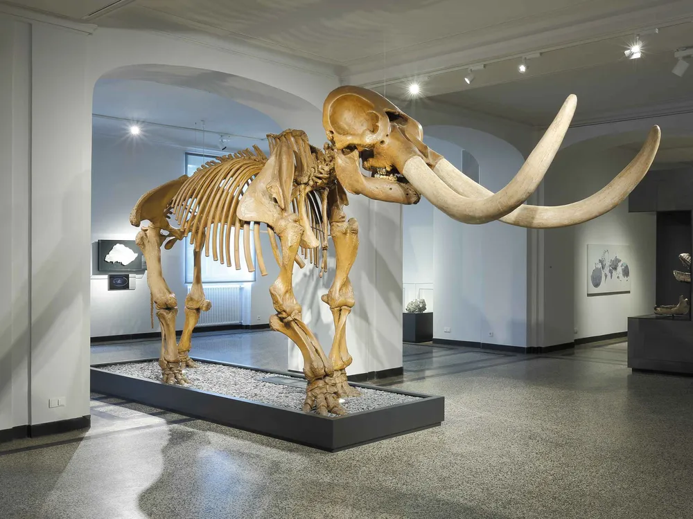 Peale's Mastodon