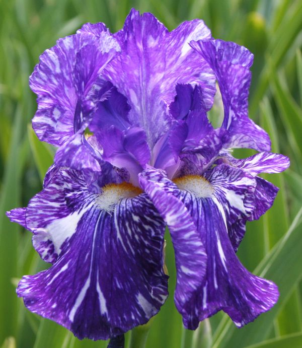 Purple Iris thumbnail