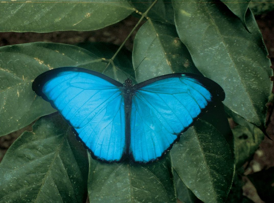 Blue morpho butterfly