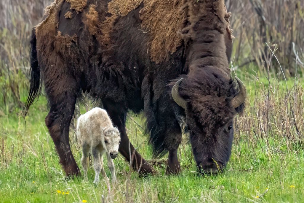 a white bison calf stands to the right of its mother, which appears much larger and brown, in the grass. the baby is barely as tall as the mother's leg
