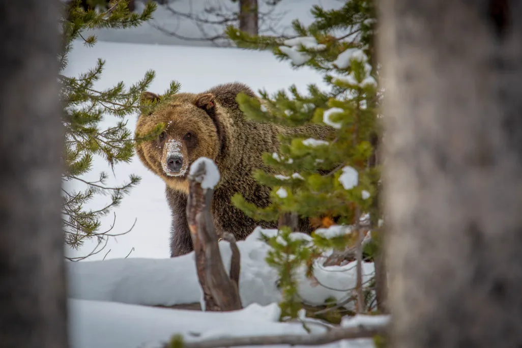Grizzly bear behind some foliage