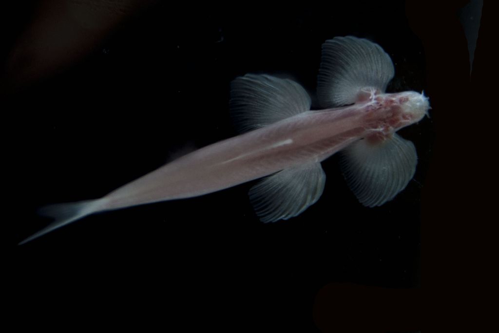 Walking Cave Fish