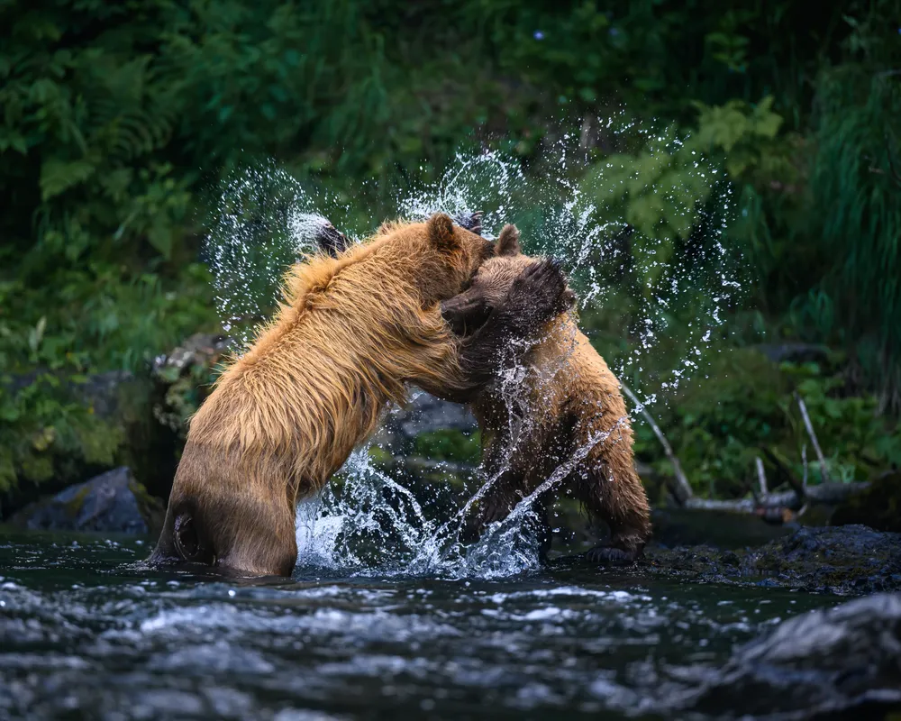 Brown bear siblings create a heart splash while play fighting on the Kenai Peninsula, AK.