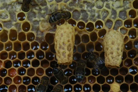 Queen bee larvae develop in unique peanut-shaped cells.