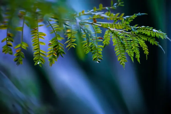 Drop of water on jacaranda leaf thumbnail