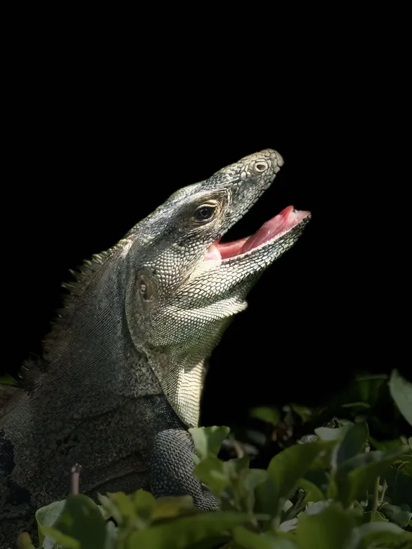 Iguana in Guanacaste Costa Rica thumbnail