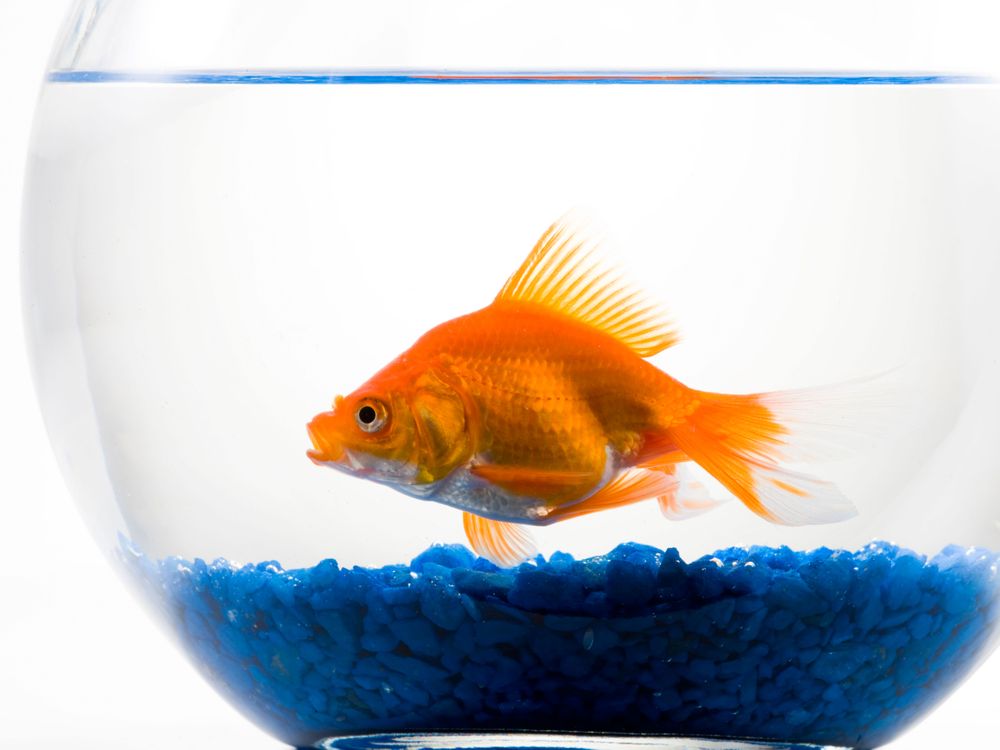 This Is Why Taking Fish Medicine Is Truly a Bad Idea | Science ...