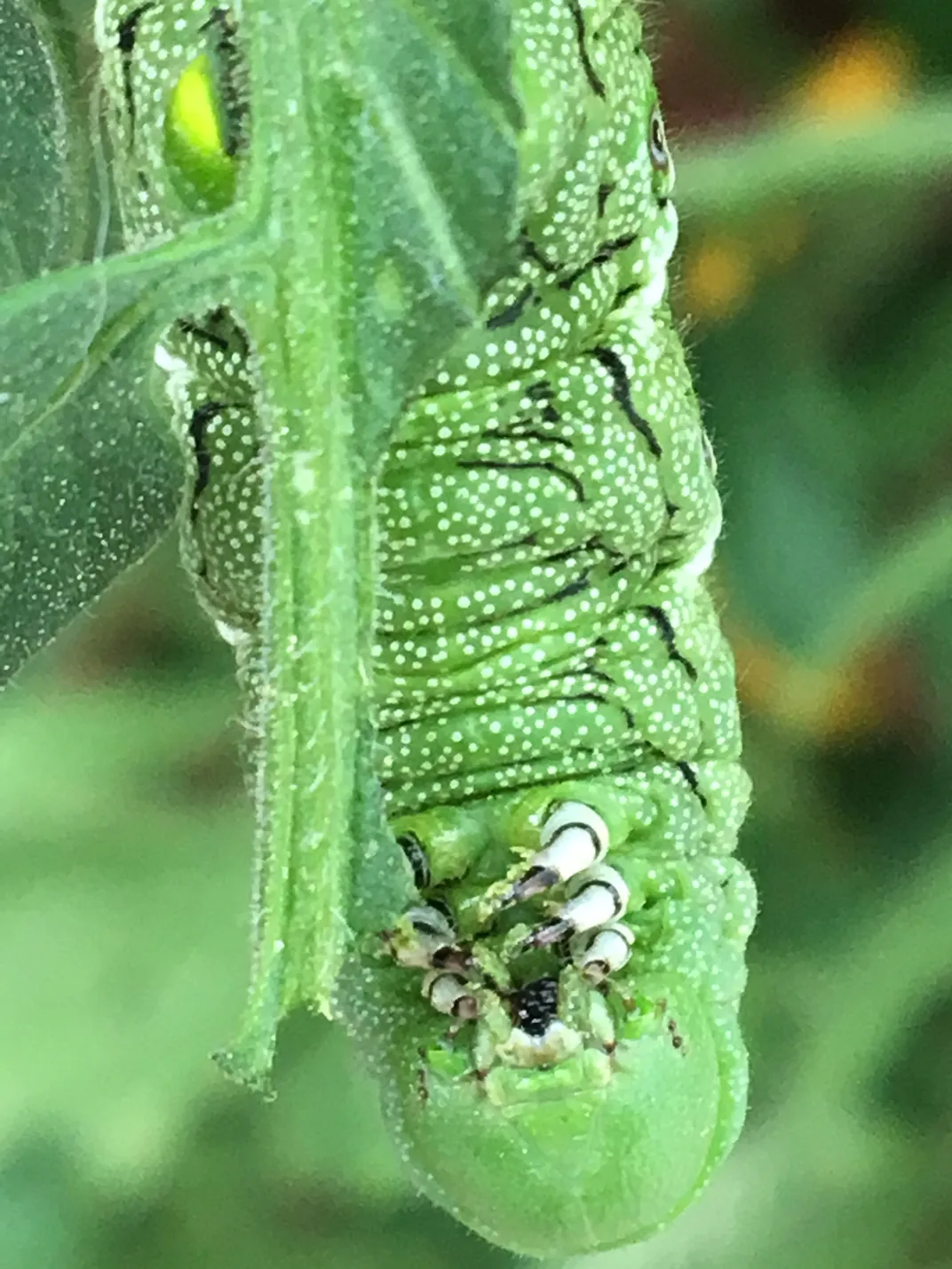 Fat caterpillar eating tomato leaves. Smithsonian Photo
