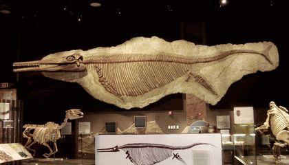 Whale-Sized Marine Reptiles Once Ruled the Seas