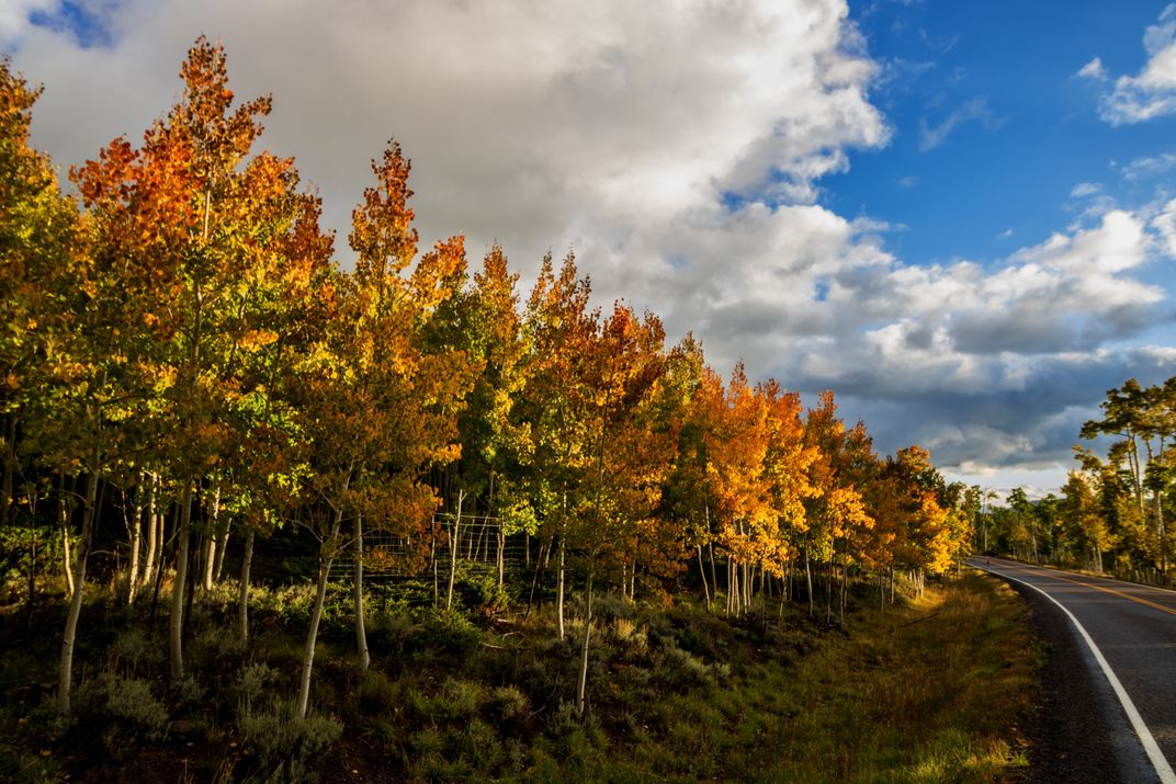 The World's Largest Tree Is Ready for Its Close-Up