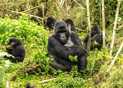 gorilla-trekking-and-masai-mara-tailor-made-journey-rwanda-and-kenya