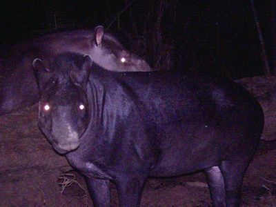 A new species of tapir, a herbivorous mammal, was discovered in the Amazon earlier this month.