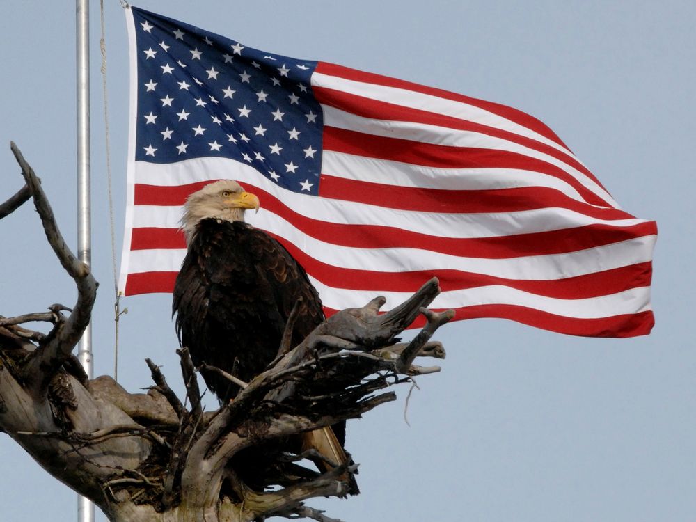 Nearly mature Bald Eagle in front of an American Flag near Land's End