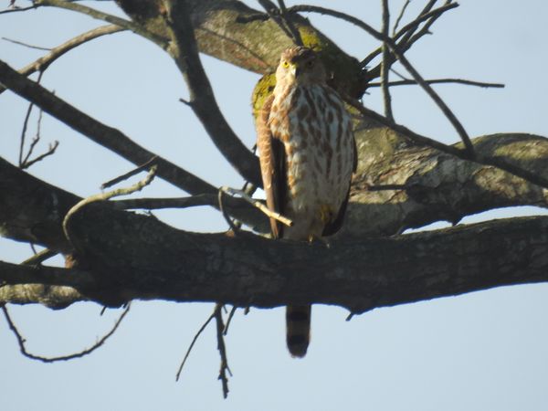A sparrowhawk at the tree thumbnail