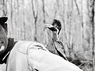 James T. Tanner's photographs of the ivory-billed woodpecker with guide J.J. Kuhn were believed to be the only pictures of a living nestling.