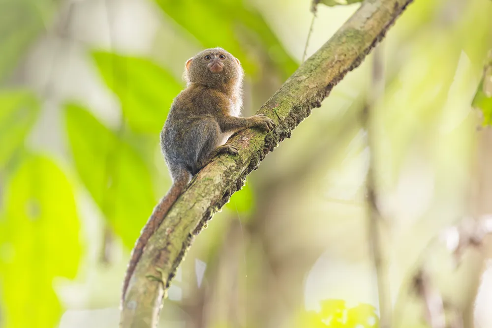 The pygmy marmoset is the smallest primate on the planet. Known lovingly and locally in Colombia as 'Leoncito' they are one of the most sought after illegally trafficked animals for the illegal pet trade and often smuggled out of the country as babies. Pygmy marmosets have unique mouths for chewing holes in special trees to drink the milky sap and also feed on insects.