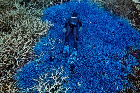 By collecting images and GPS data from citizen divers, scientists can get a better sense of the health of the entire Great Barrier Reef. 