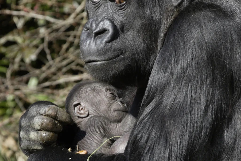 nzpbabygorilla02091.jpg