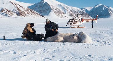 Having stopped a mother bear with a tranquilizer dart shot from the helicopter, Derocher (with Andersen, left, and Instanes, on Spitsbergen Island) tethers the cubs and takes tissue samples to gauge the mother's exposure to industrial chemicals like PCBs.