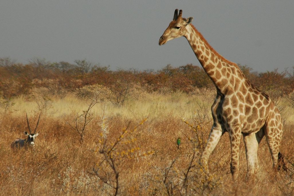 Giraffe