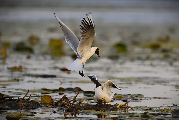 Ternes in the Danube delta thumbnail