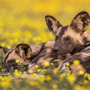 Africa's Wild Dogs Are the Most Hated Carnivores on the Continent. Here's Why Some Conservationists Are Saving Them Anyway