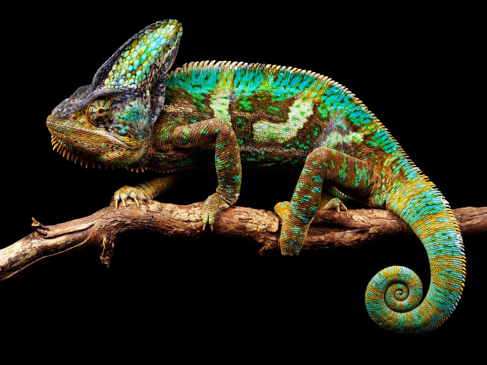 chameleon changing color
