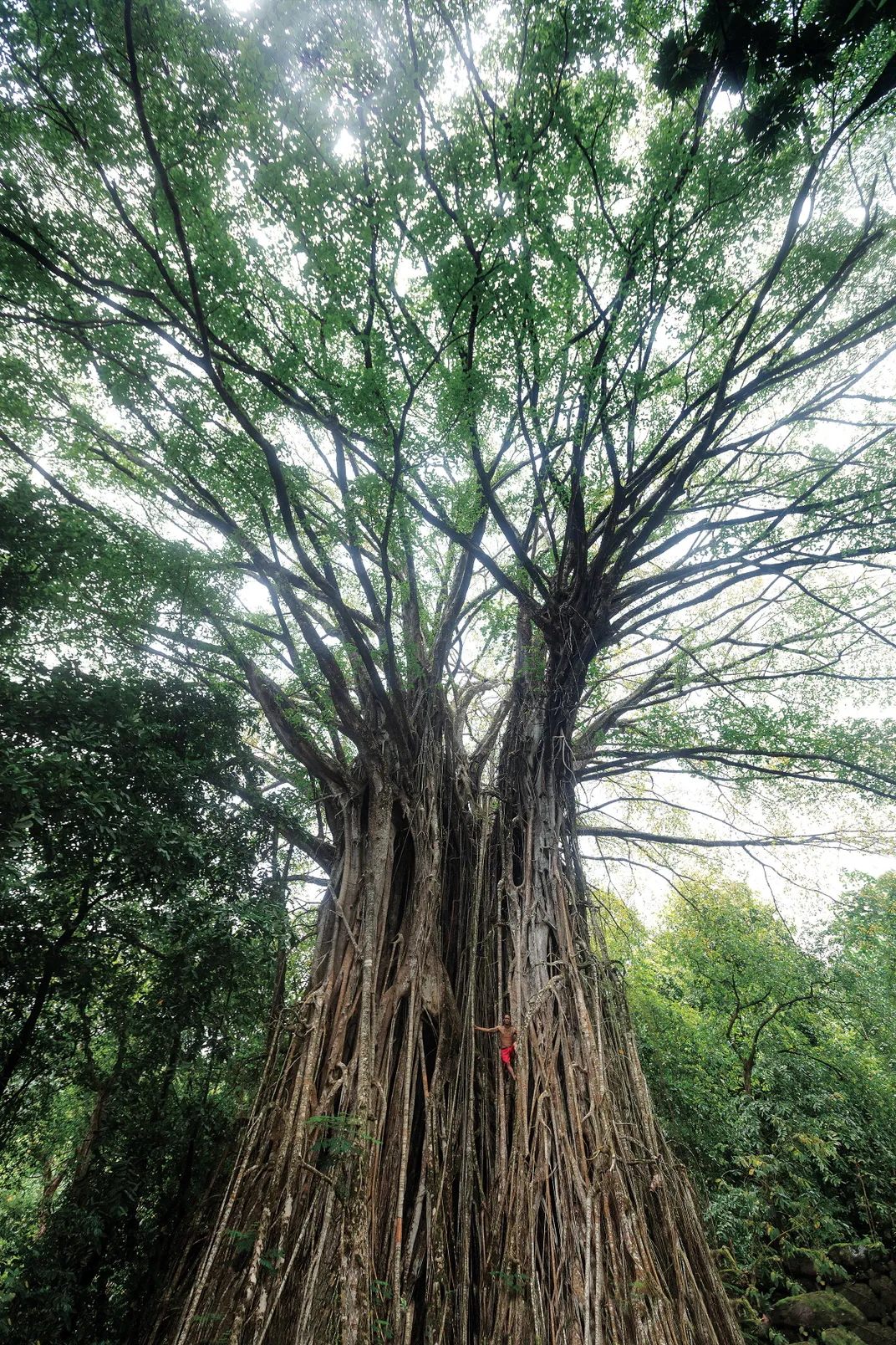 Banyan tree