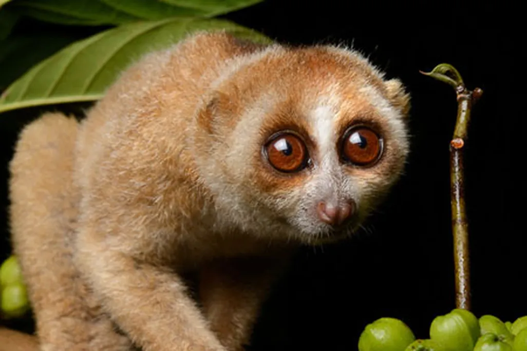 slow-loris-bill-allman-test.jpg