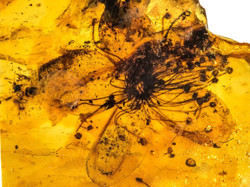 Smallest Known Dinosaur Found in Amber