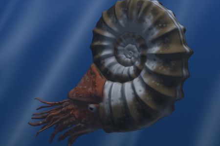Although ammonoids died out around the same time as most dinosaurs, new computer models are revealing how these marine animals moved through the water. 