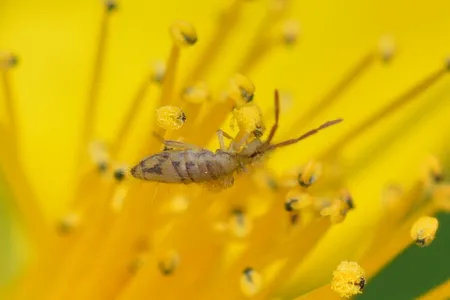 The unique scent of rain may actually be a chemical signal used by bacteria to attract this tiny arthropod, called a springtail. 