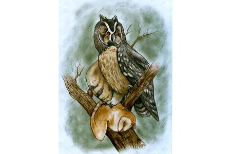 Newly discovered fossils indicate the Asio ecuadoriensis owl hunted and ate various smaller species of owl.