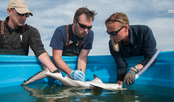 Matt Ogburn, Charles Bangley, and SERC intern Michelle Edwards (L to R) surgically implant an acoustic transmitter into a juvenile Bull Shark. Credit: Jay Fleming/SERC