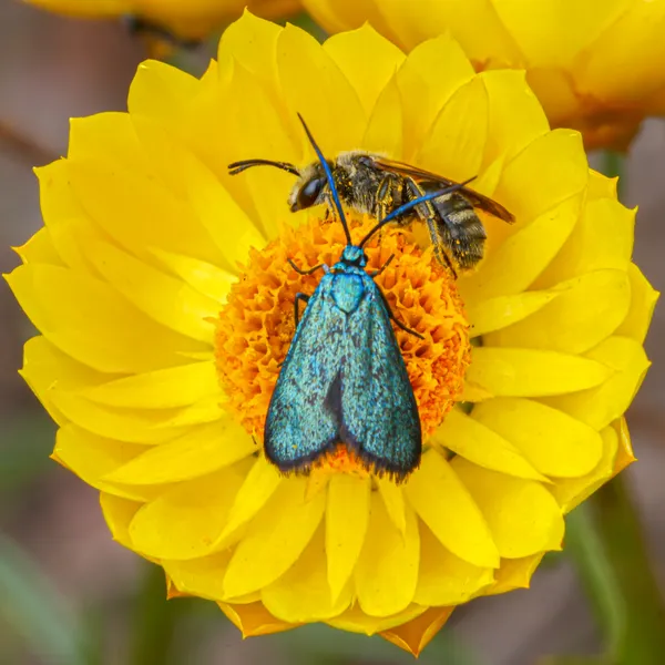 Bugs in the Paper Daisy thumbnail