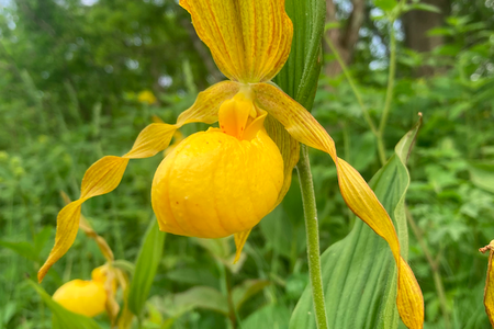 Yellow_Lady_Slipper.png