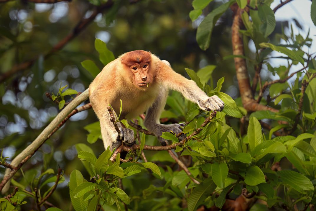 Proboscis Monkey before Jumping | Smithsonian Photo Contest ...