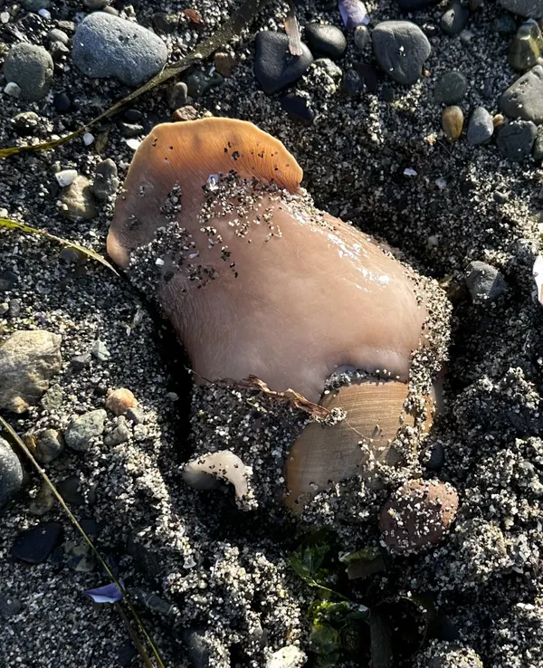 A live geoduck emerges from its sandy habitat on Whidbey Island, WA. thumbnail