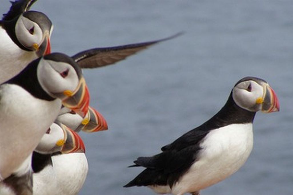 Atlantic puffins