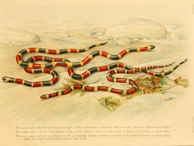 This isn't the first time snakes have been found inside of coral snakes' stomachs, but it is the first recorded instance of a new genus being identified from the remnants of a fellow serpent’s last meal.