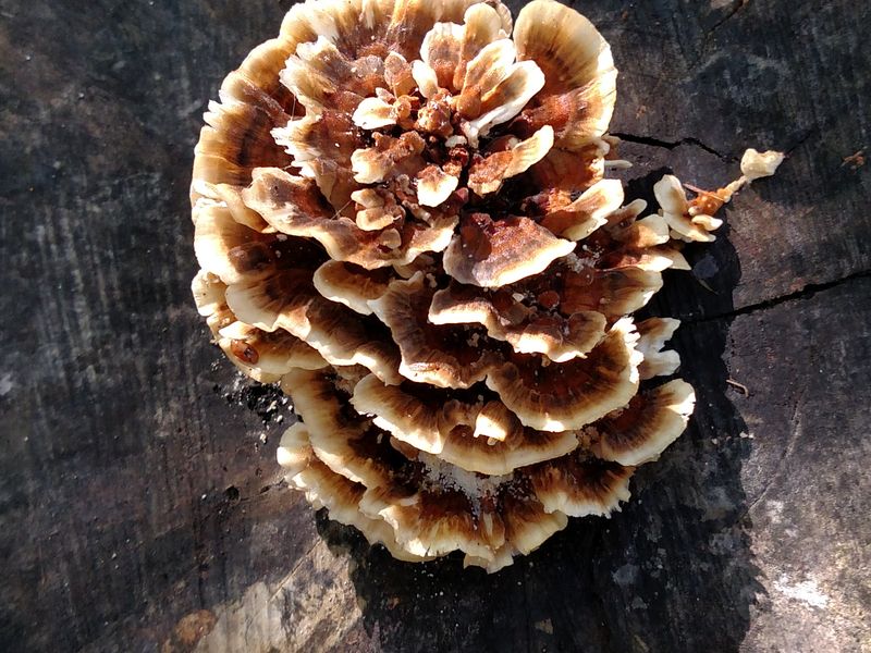 Mushroom growing on a tree stump Smithsonian Photo Contest