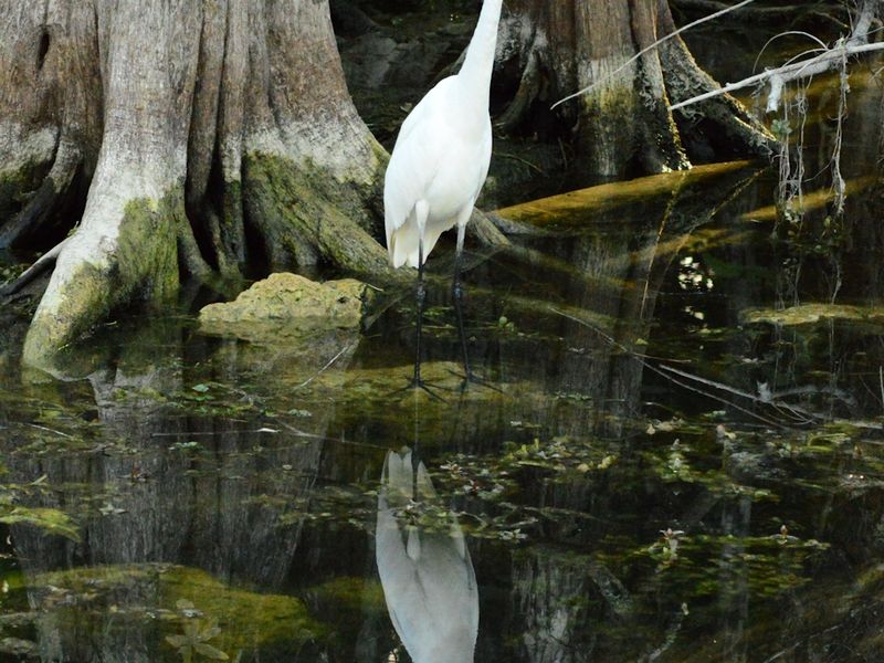 Wading bird in The Everglades. | Smithsonian Photo Contest ...