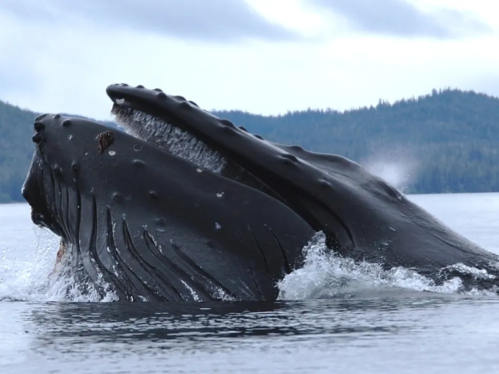 A humpback whale resurfacing from the ocean 