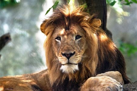Nyack was known for his vocal roars and laid back personality