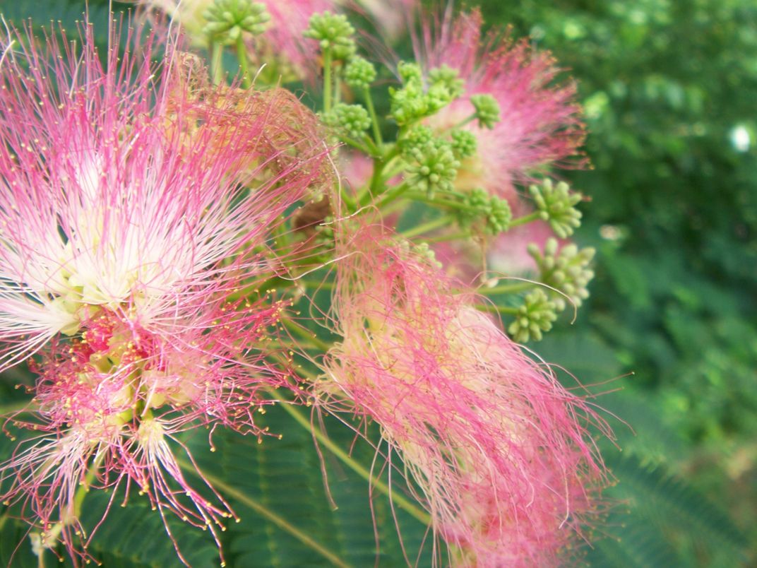 Flower From A Mimosa Tree Smithsonian Photo Contest Smithsonian