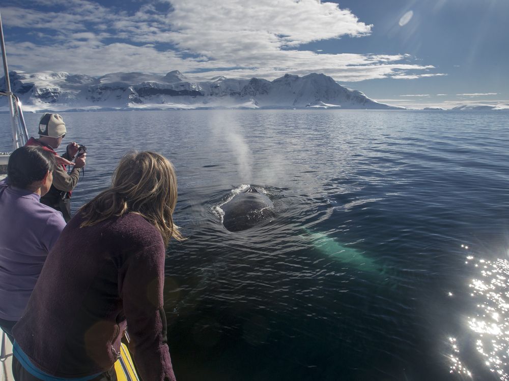 whale watching