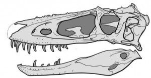 20110520083151alioramus-altai-skull-300x156.jpg